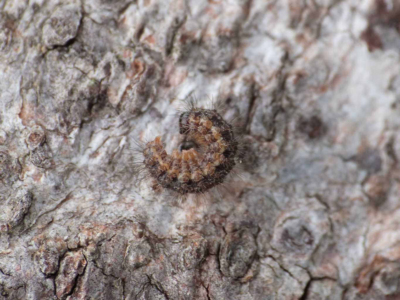 Bruchetto peloso e appiattito: larva di Eilema sp.?